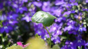 Lobelia zwisająca – wymagania, uprawa, pielęgnacja, kwitnienie, porady